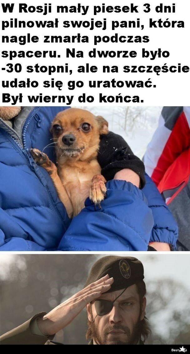 Psia wierność