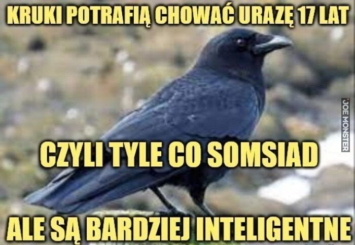 Pamiętliwe bestyjki