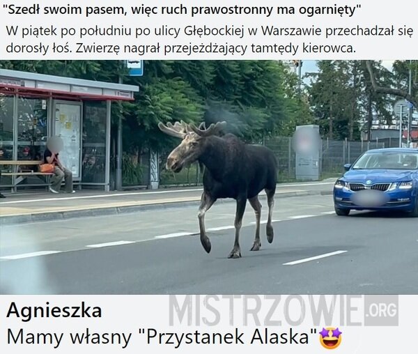 Łoś
