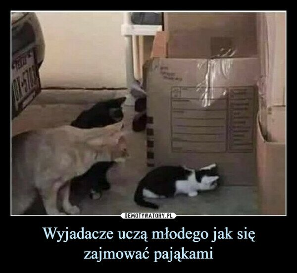 Wyjadacze uczą młodego jak się zajmować pająkami