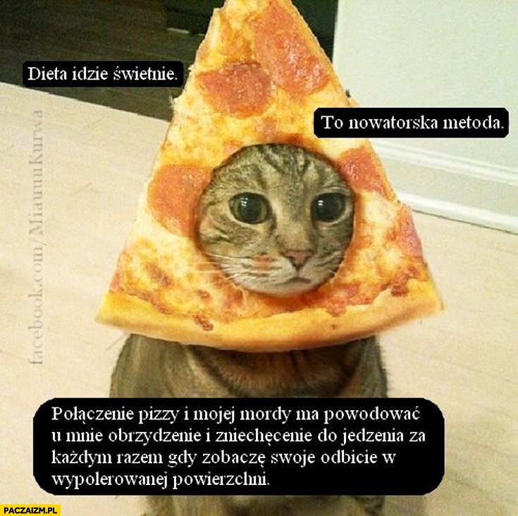 Dieta idzie świetnie to nowatorska metoda połączenie pizzy i mojej mordy kot