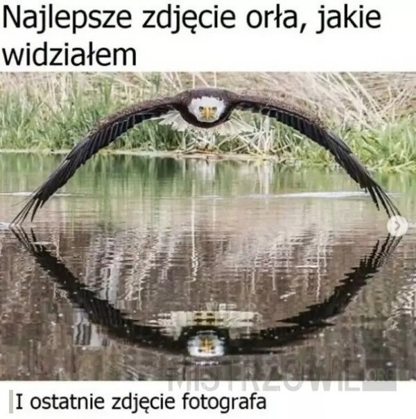 Orzeł